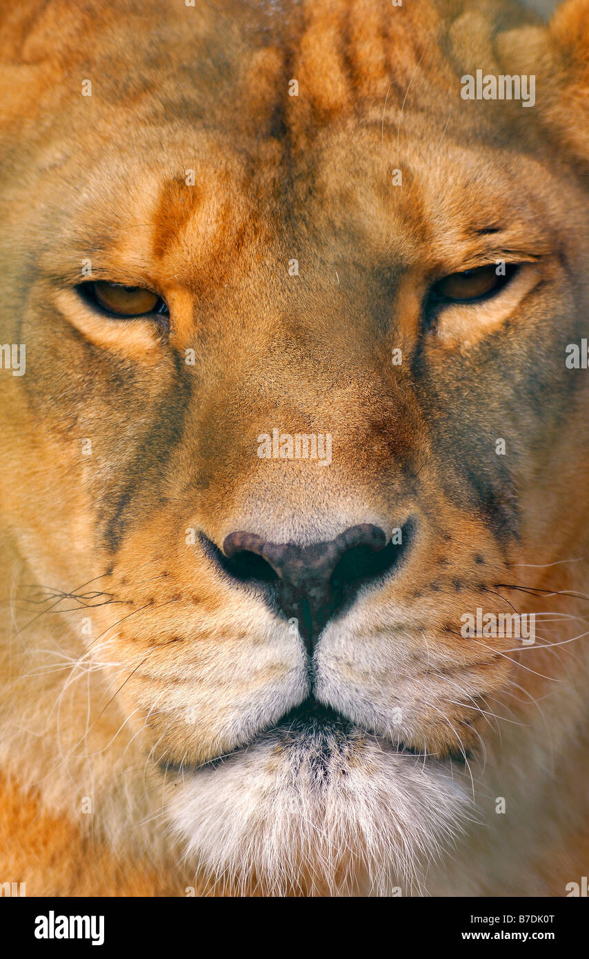 Close up portrait of a lioness. Panthera leo. Stock Photo