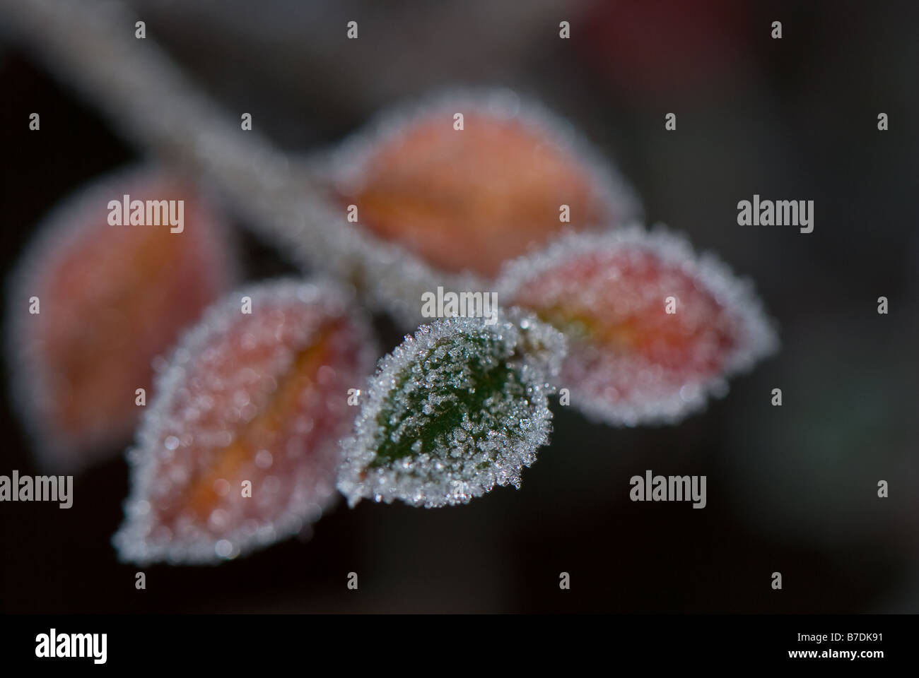 Close-up of a garden plant with a coating of frost on the leaves. Stock Photo