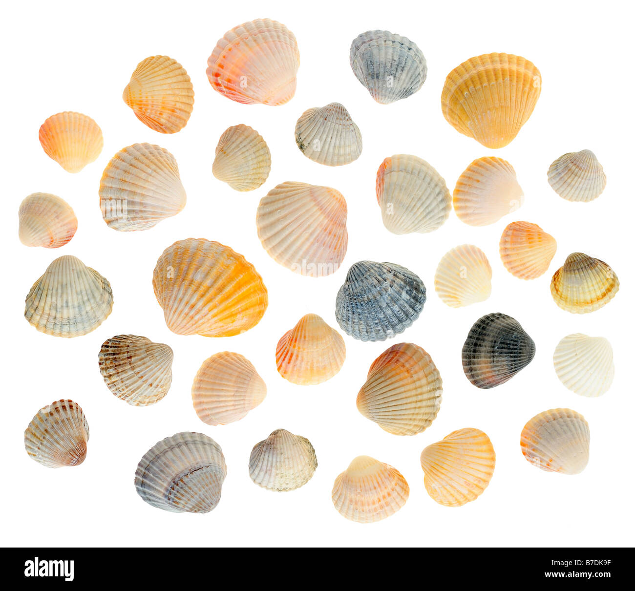 Cockleshells A kind of protection of a body of vertebrate animals much ...
