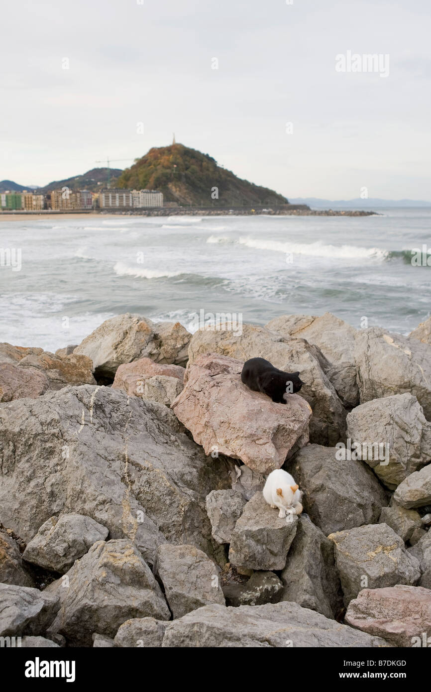 Feral cats on rocks Playa de la Zurriola San Sebastian Spain Stock Photo