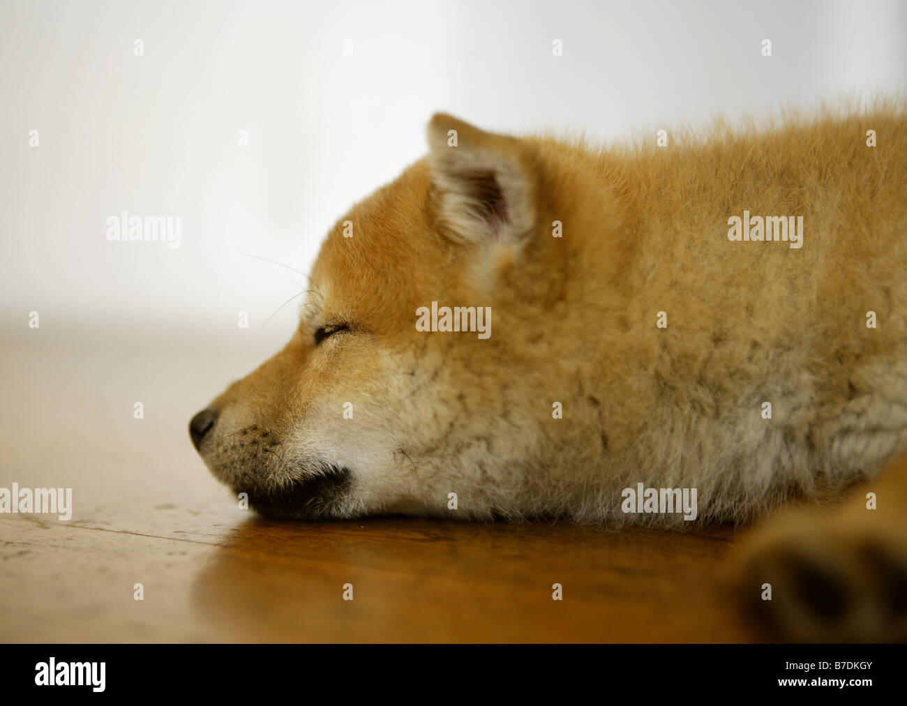 Sleeping Shiba-ken Stock Photo