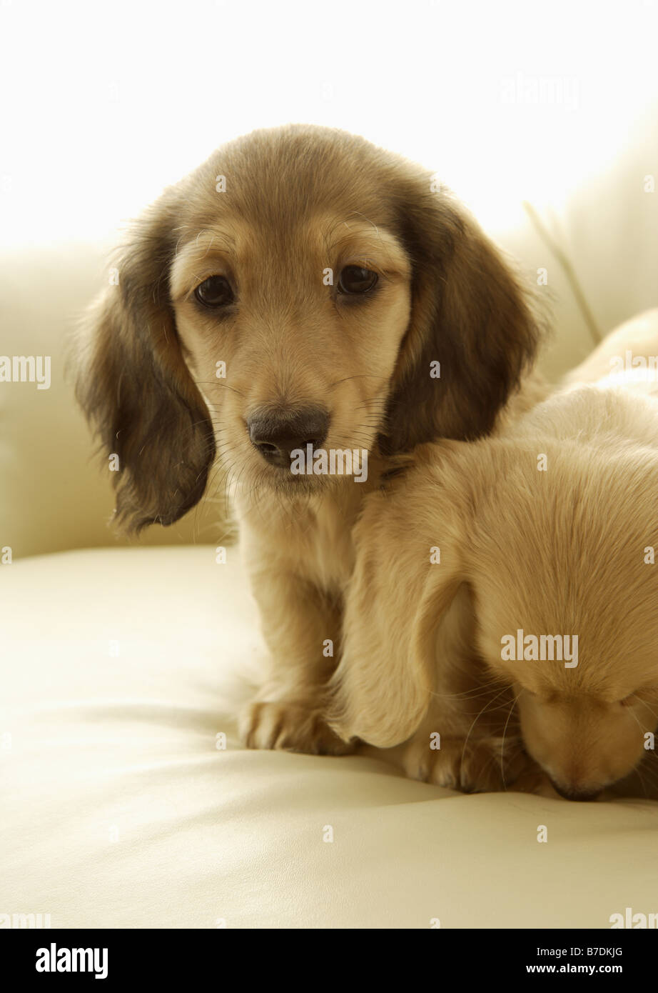 Wiener dogs sitting on the sofa (light brown Stock Photo Alamy