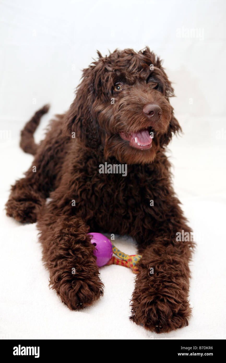 A chocolate brown Portuguese Water - Labradoodle dog sits patiently. From Australia that now lives in NYC. Photo by Tom Zuback Stock Photo