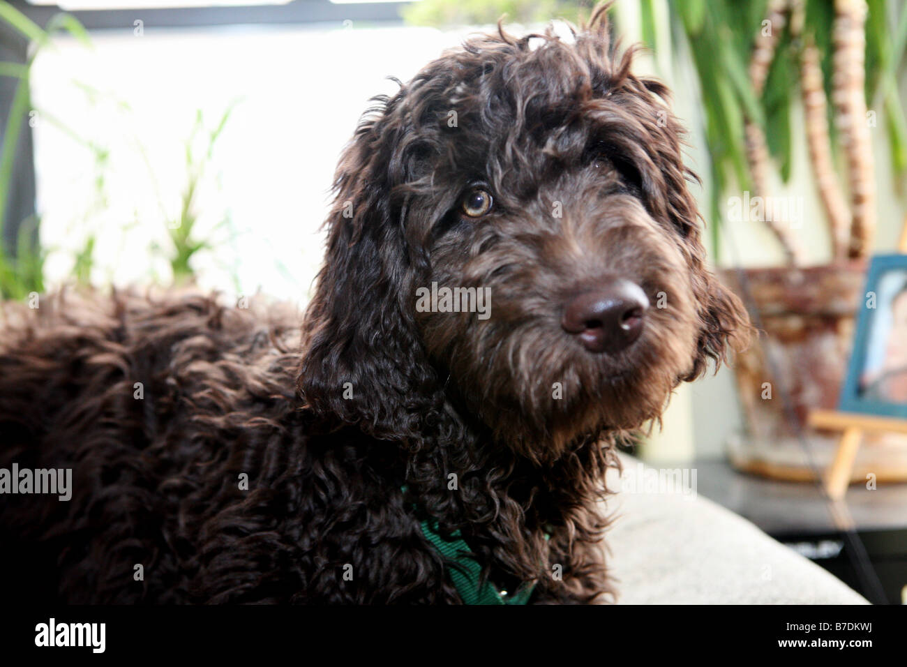 A chocolate brown Portuguese Water dog - Labradoodle sits patiently. Photo by Tom Zuback Stock Photo