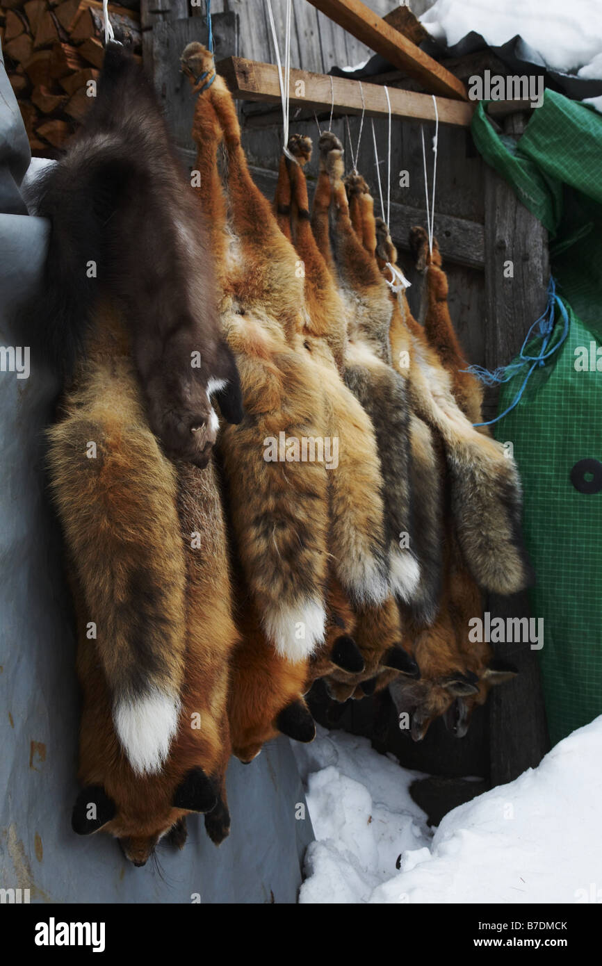 red fox (Vulpes vulpes), hunted foxes hanging down, Switzerland