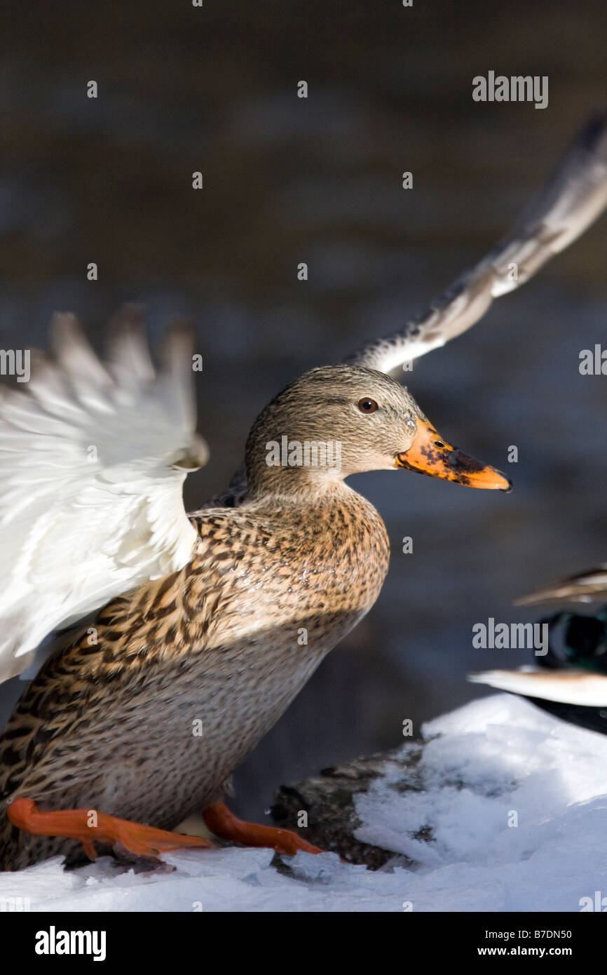 Mallard Duck female landing on a snowy embankment Stock Photo