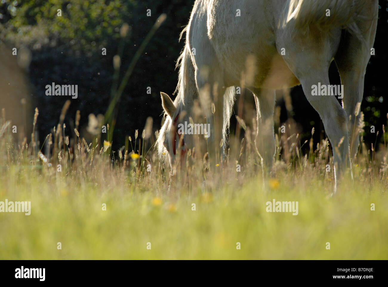White horse grazing in meadow of buttercups and grass in summer Stock ...
