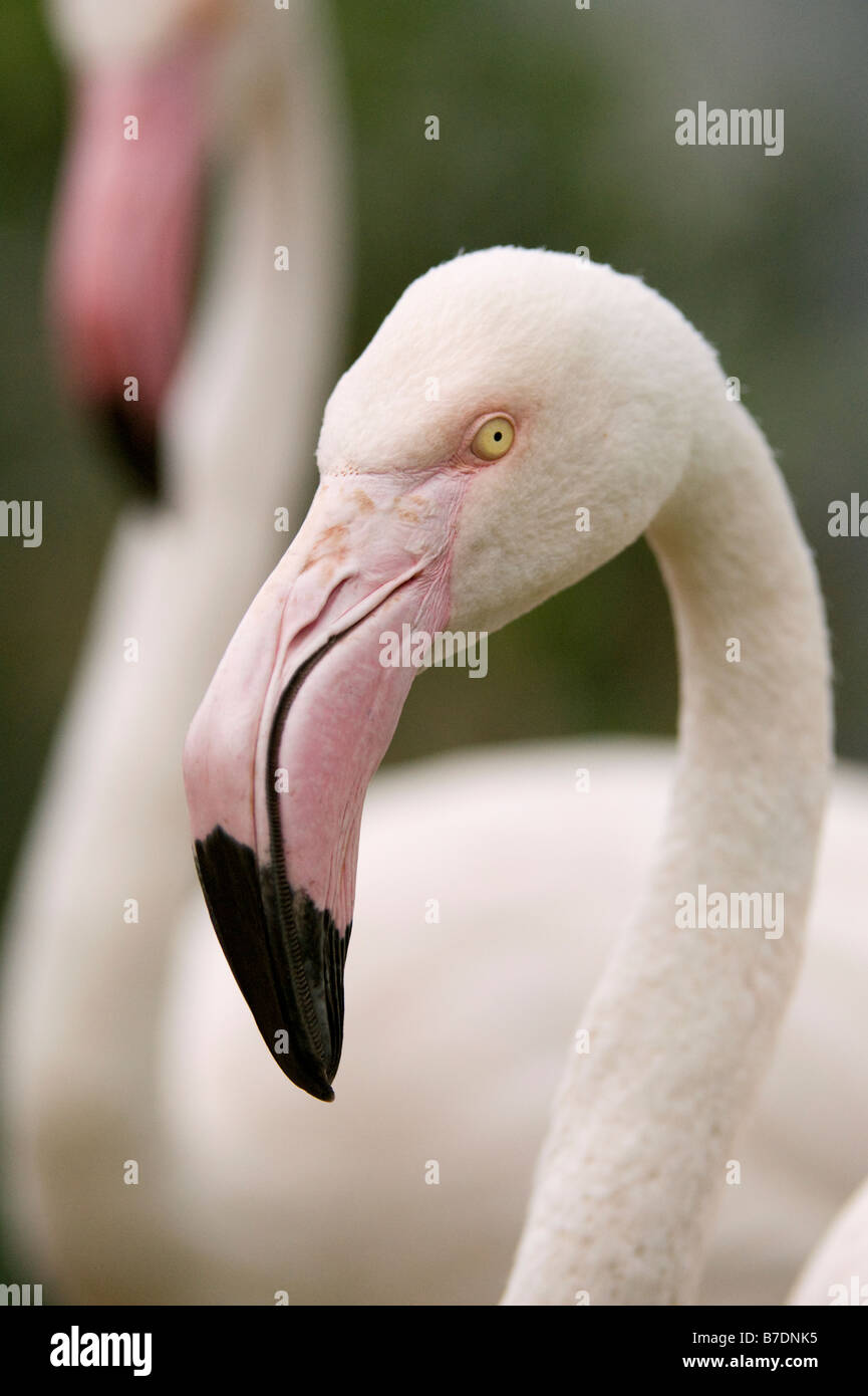 Flamingos South Africa Stock Photo - Alamy