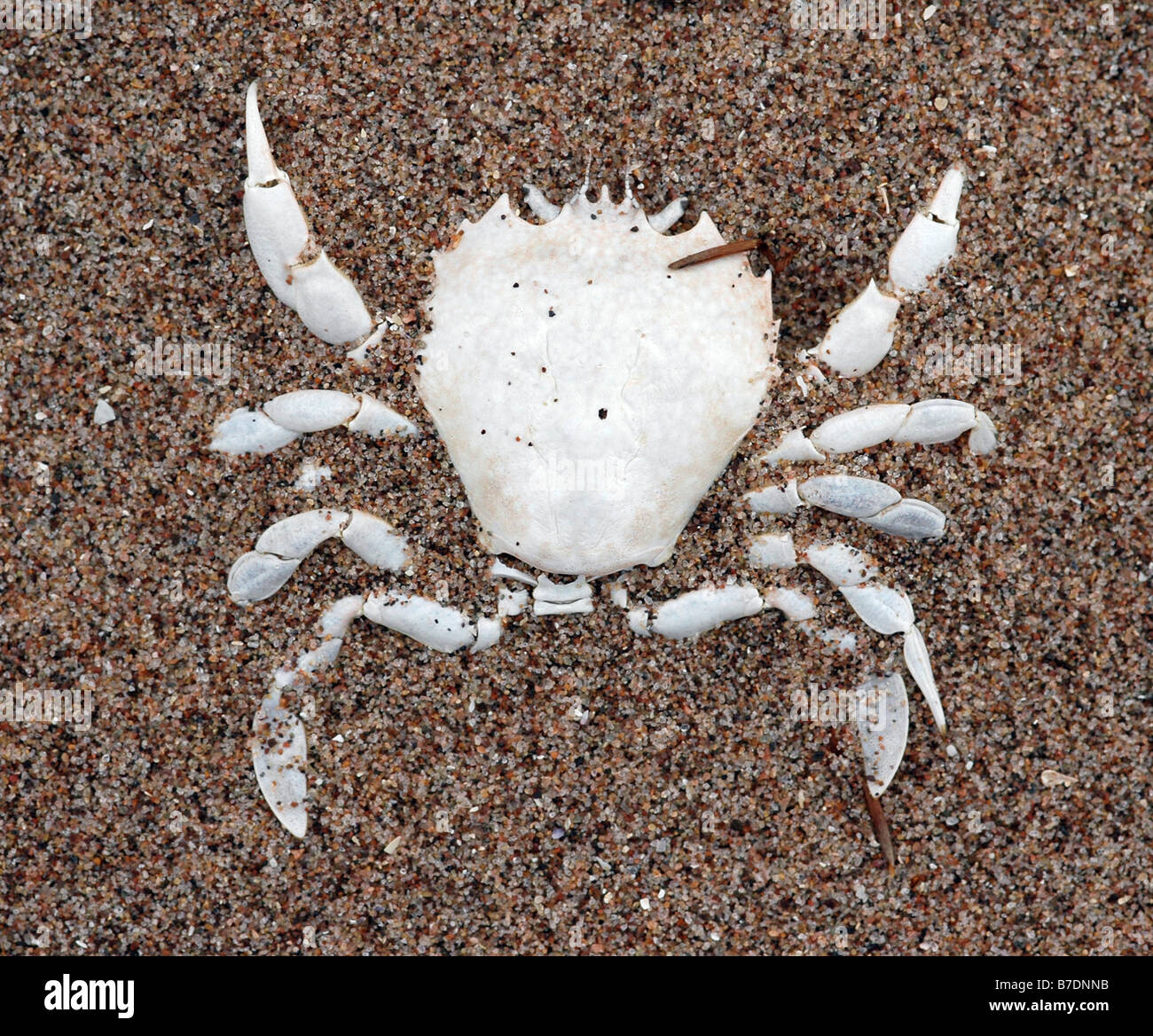 Dead crabs on beach hires stock photography and images Alamy
