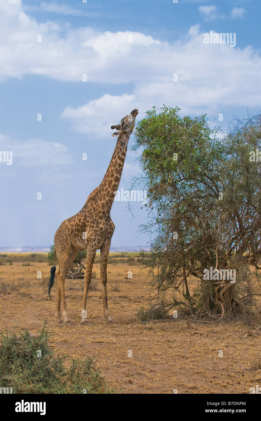 giraffe and a tree amboseli kenya Stock Photo