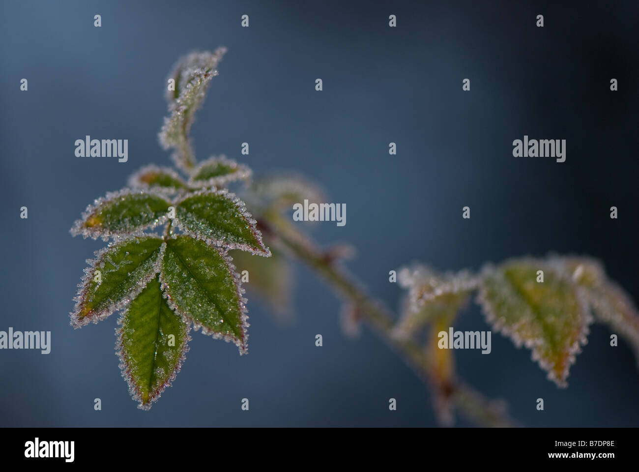 Close-up of green leaf coated with frost Stock Photo