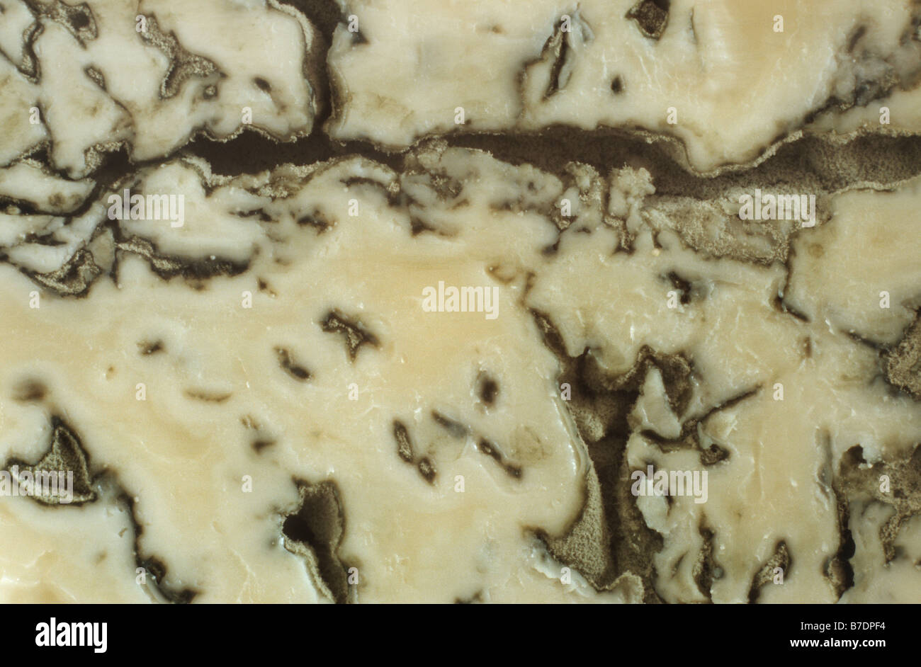 Fungus cheese mold (Penicillium roqueforti), on blue cheese Stock Photo