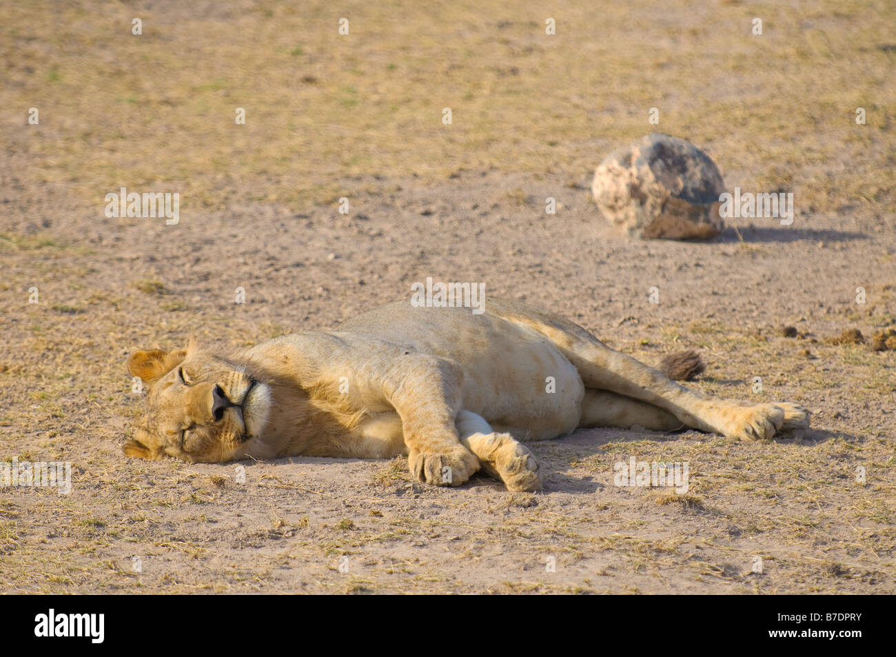 sleeping lion amboseli national park kenya Stock Photo