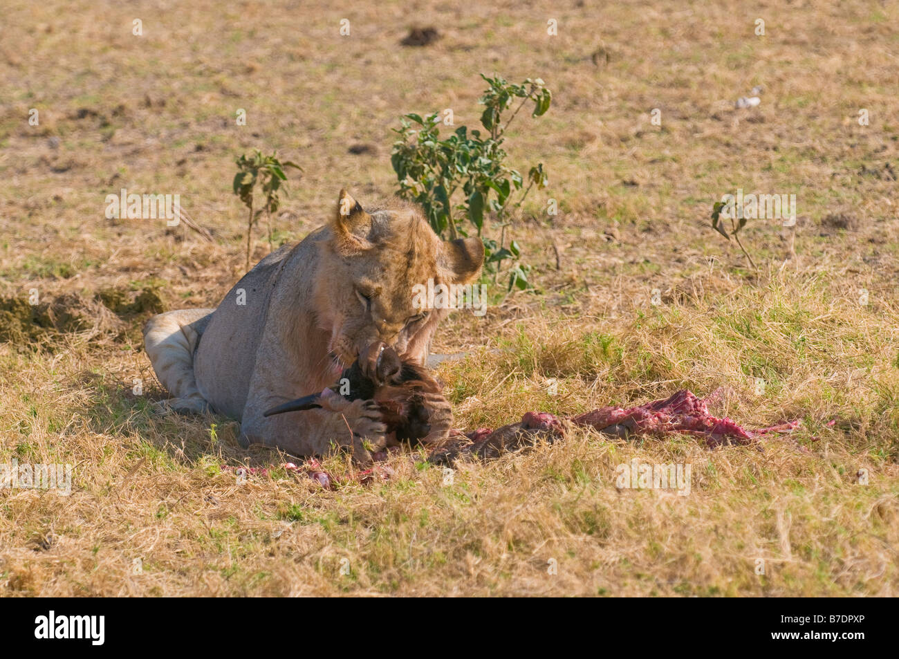 Lion eating meat hires stock photography and images Alamy
