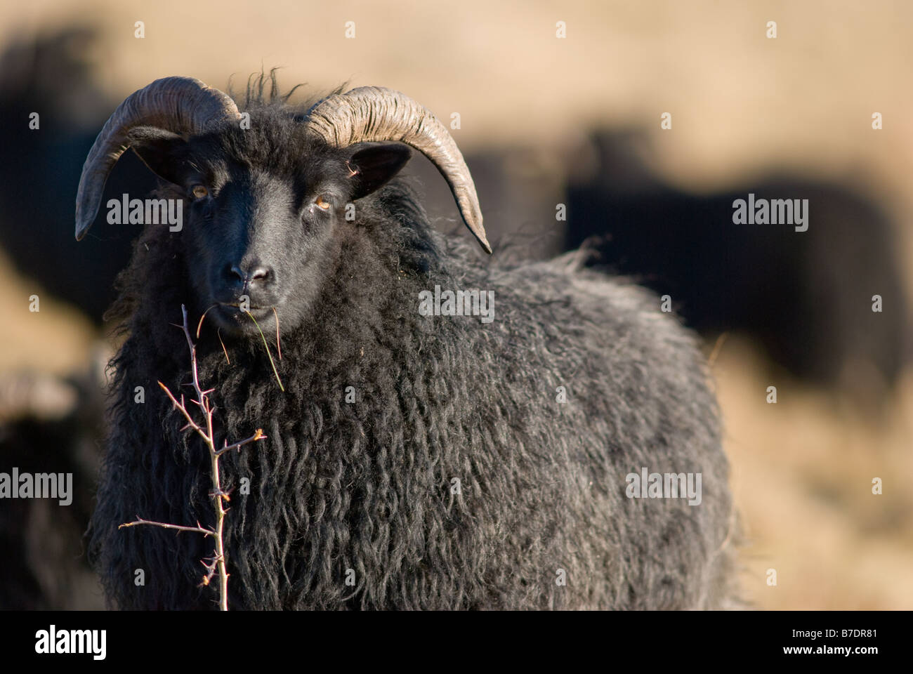 Female or Ewe Hebridean sheep Stock Photo - Alamy