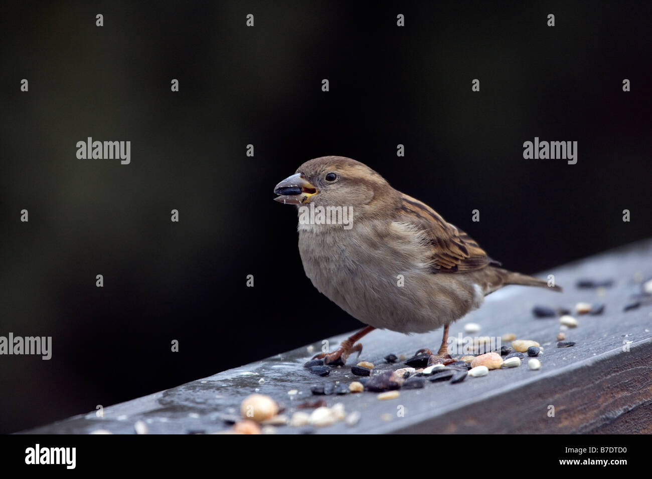 House Sparrow female eating Stock Photo Alamy