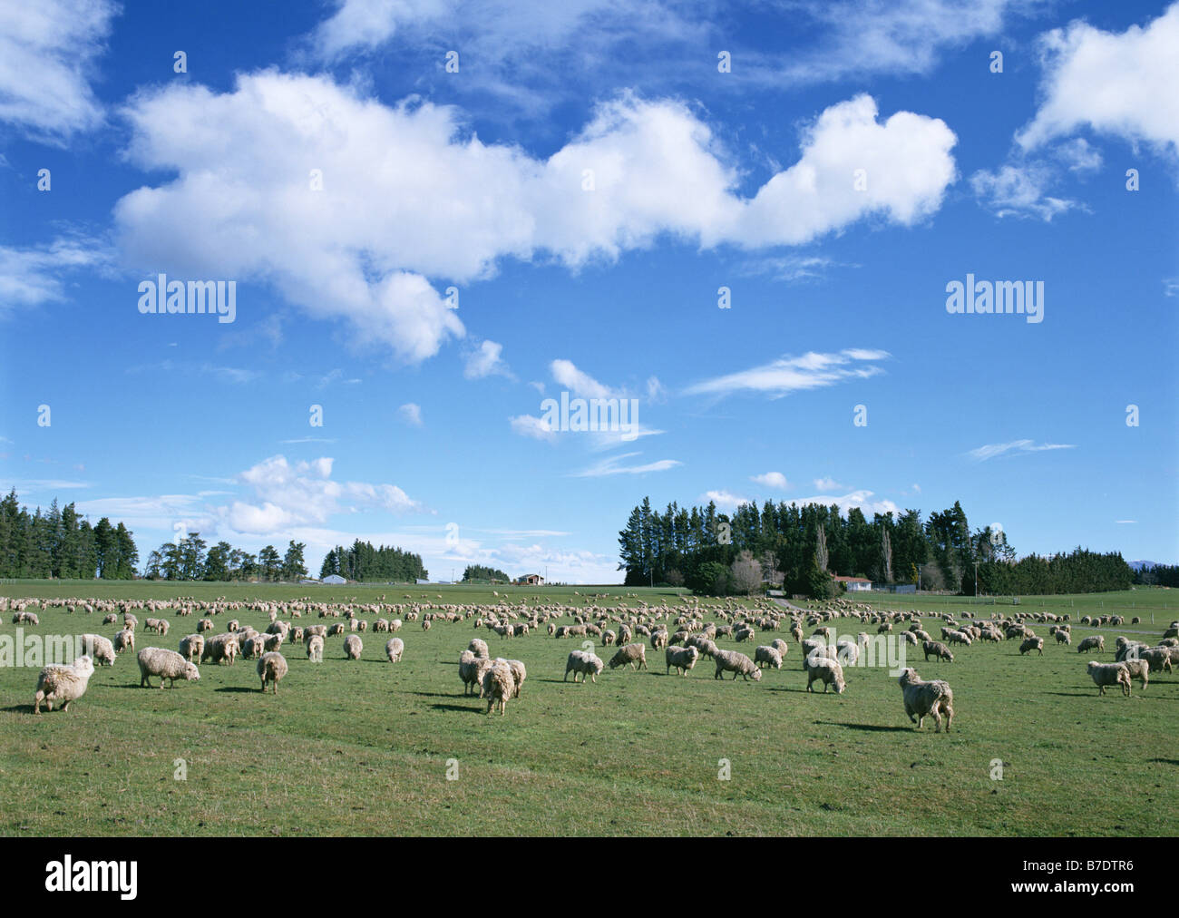 Sheep farming operation hi-res stock photography and images - Alamy