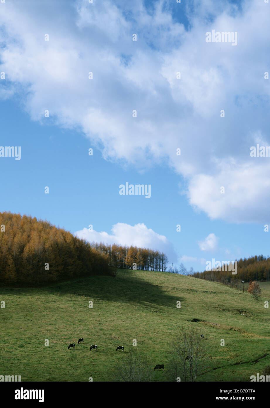 Holstein cow autumn pasture hi-res stock photography and images - Alamy