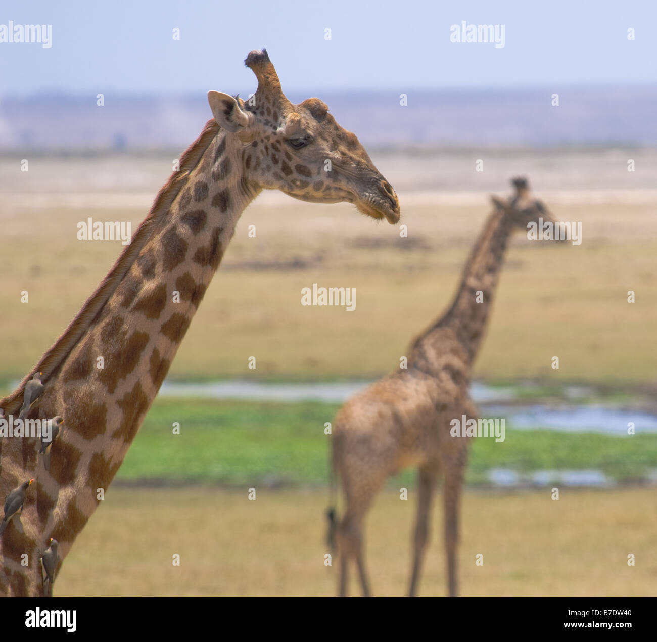 Africa kenya giraffes walking hi-res stock photography and images - Alamy