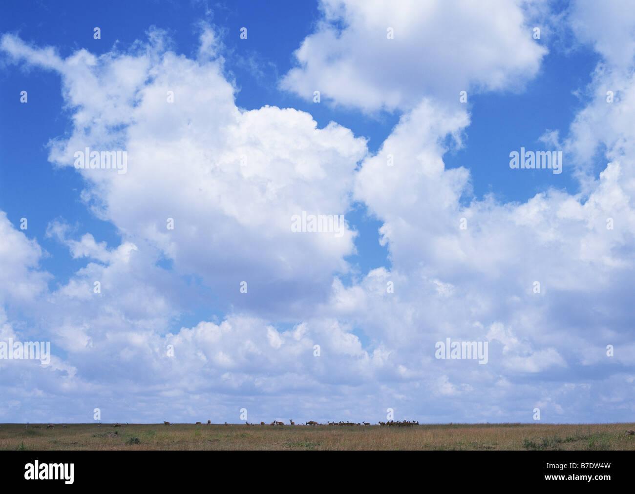 Grassy taste hires stock photography and