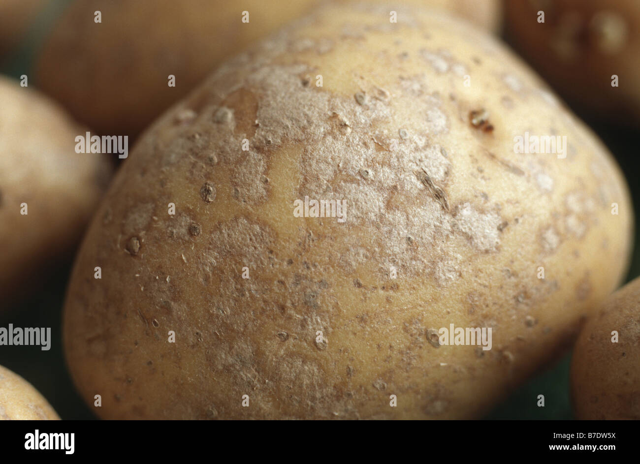 Helminthosporium (Helminthosporium solani), fruiting bodies on infected potatoe Stock Photo