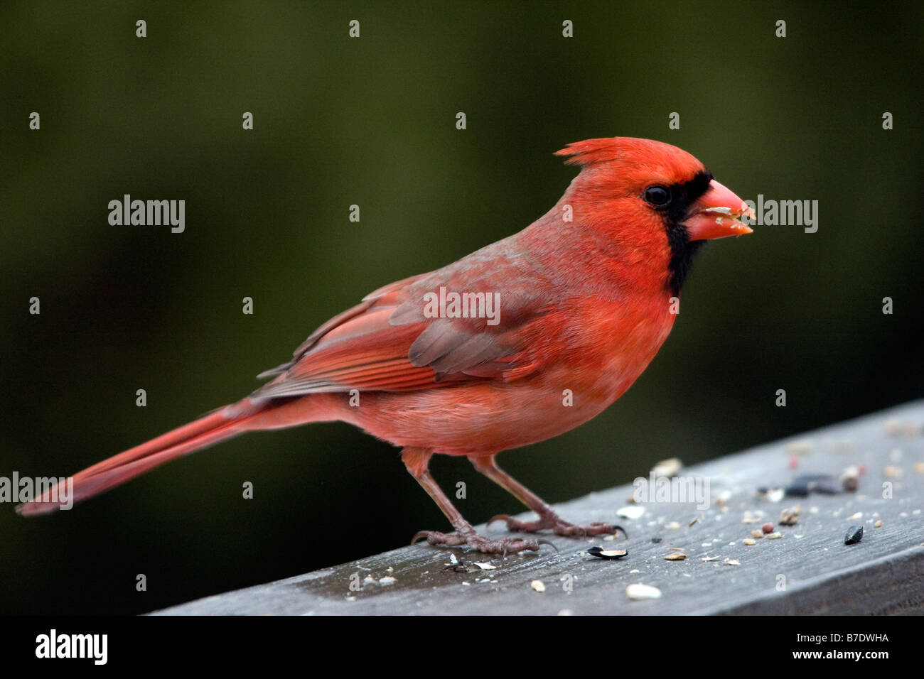 Northern Cardinal male Stock Photo