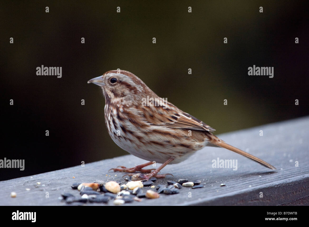 Song Sparrow with bird seed Stock Photo Alamy