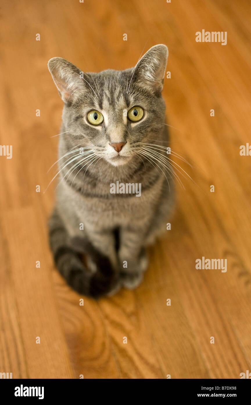 Mackerel tabby cat hires stock photography and images Alamy