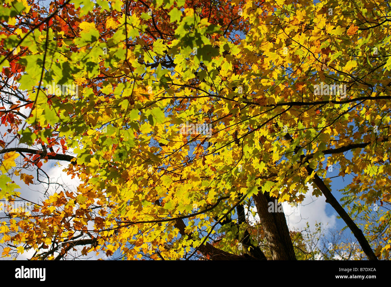 Fall Leaves Against A Blue Sky Stock Photo - Alamy