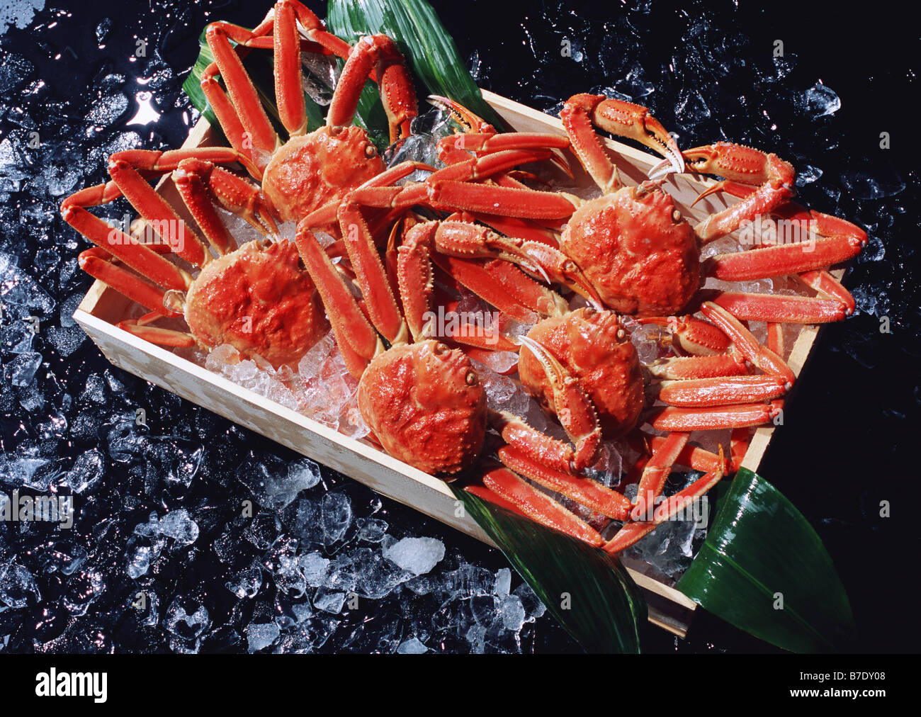 Queen crab hires stock photography and images Alamy