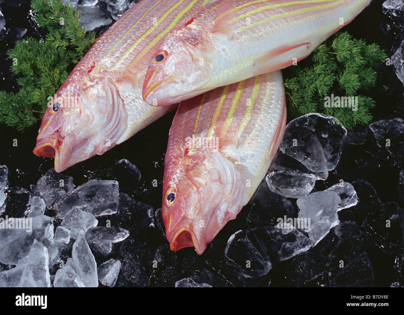 Golden Threadfin Bream Stock Photo Alamy