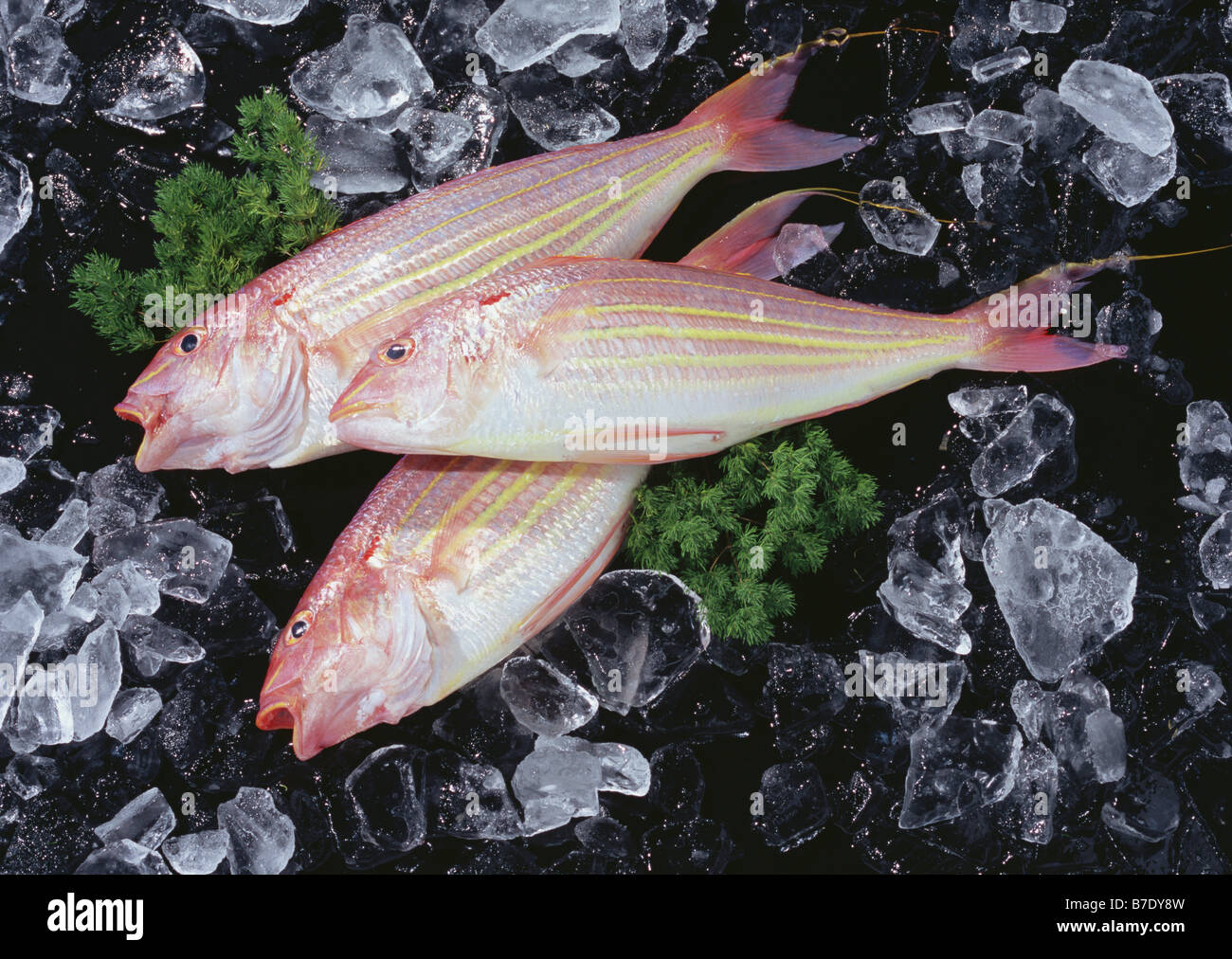 Golden Threadfin Bream Stock Photo Alamy