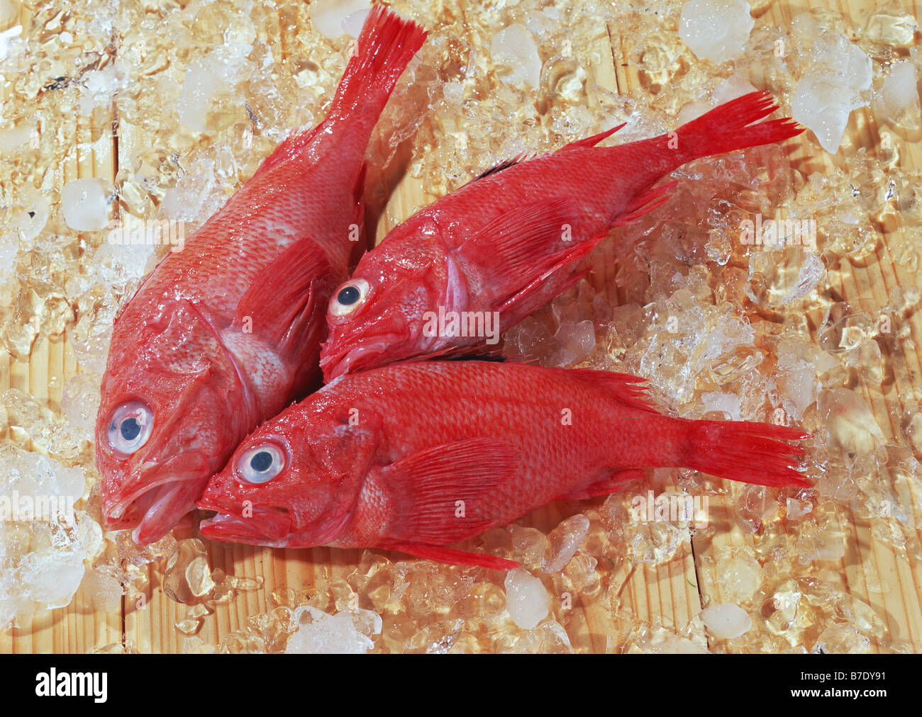 Kichji hi-res stock photography and images - Alamy
