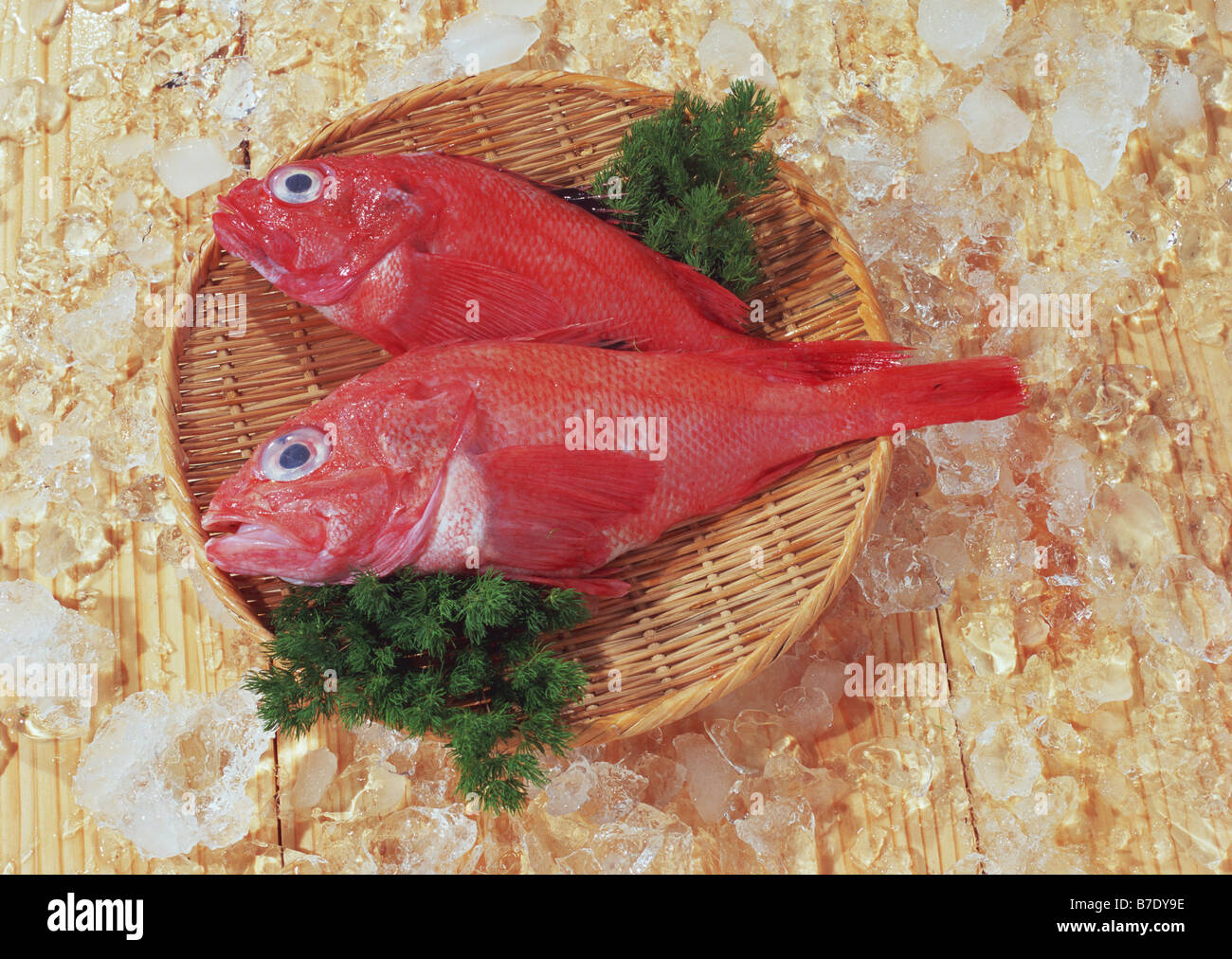 Japanese rockfish hires stock photography and images Alamy