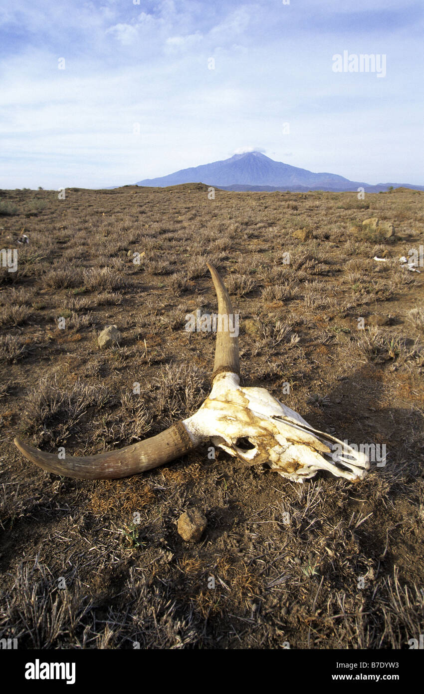 skull on a plain in front of Mount Meru, Tanzania Stock Photo