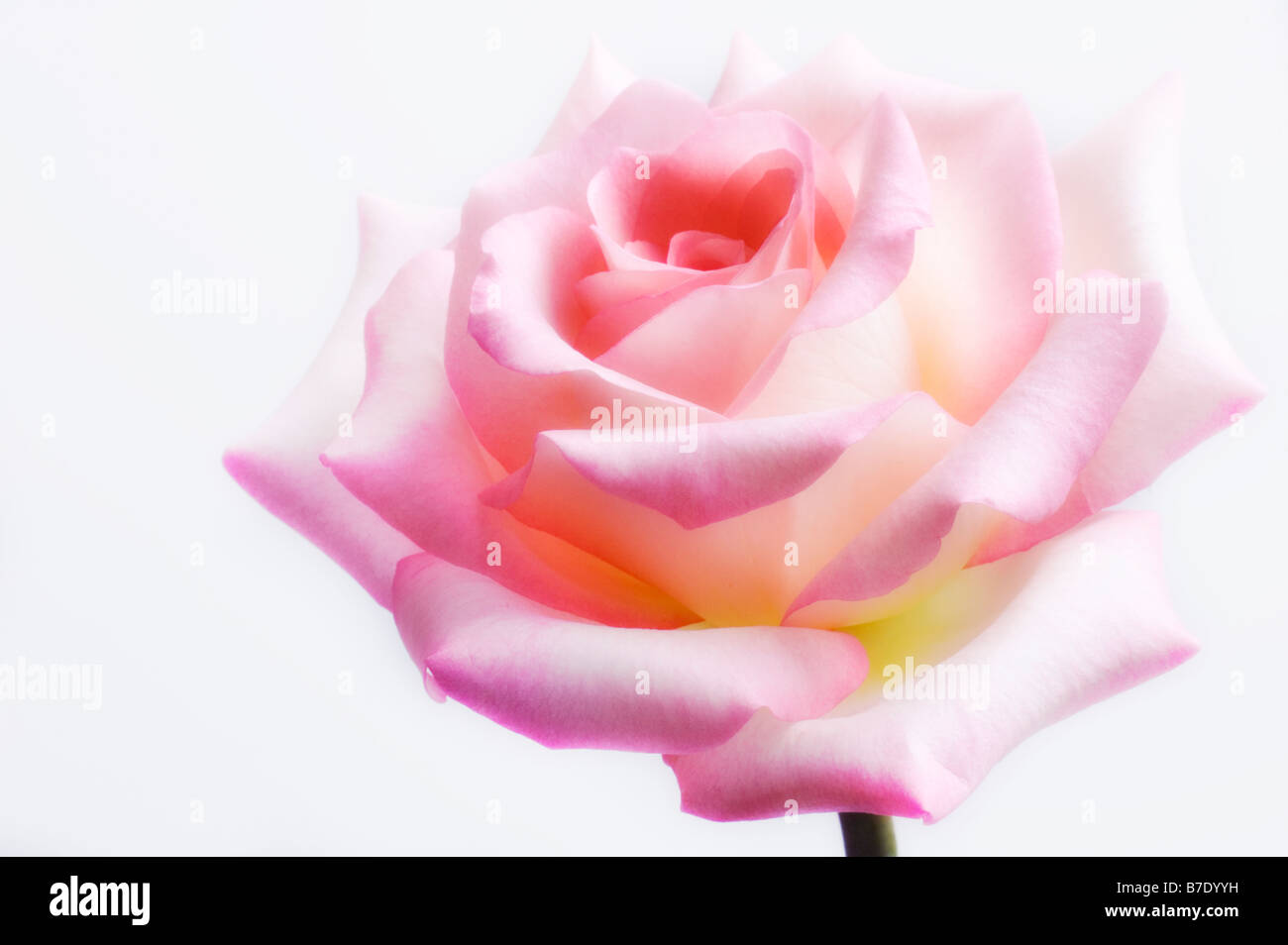 Pink Rose Flower, White Background Stock Photo Alamy
