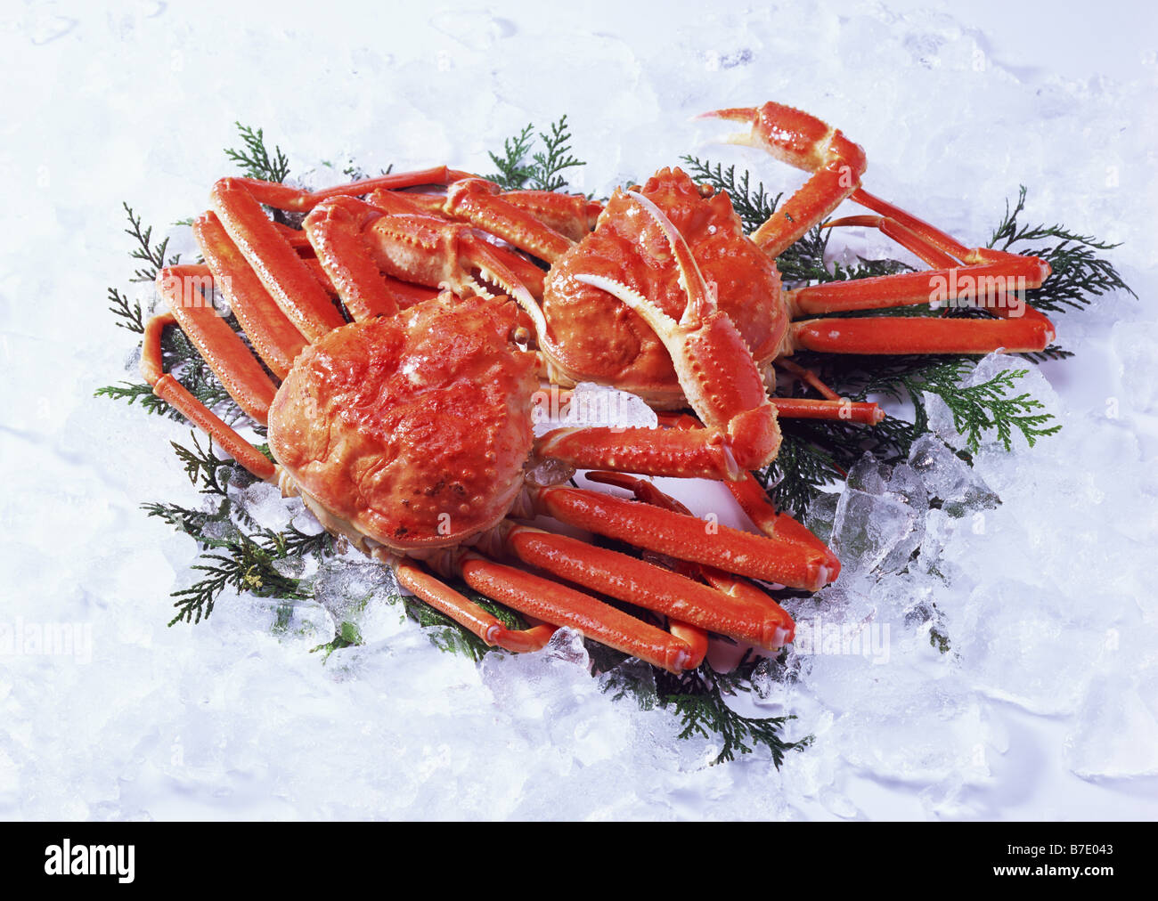 Queen crab hires stock photography and images Alamy