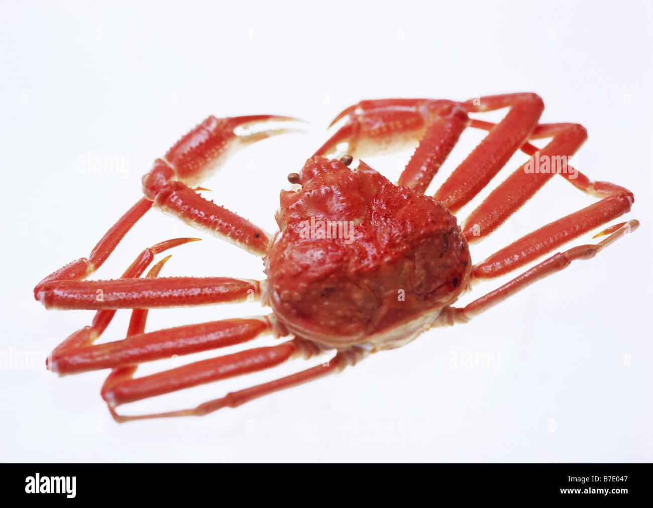 Queen Crab Stock Photo Alamy