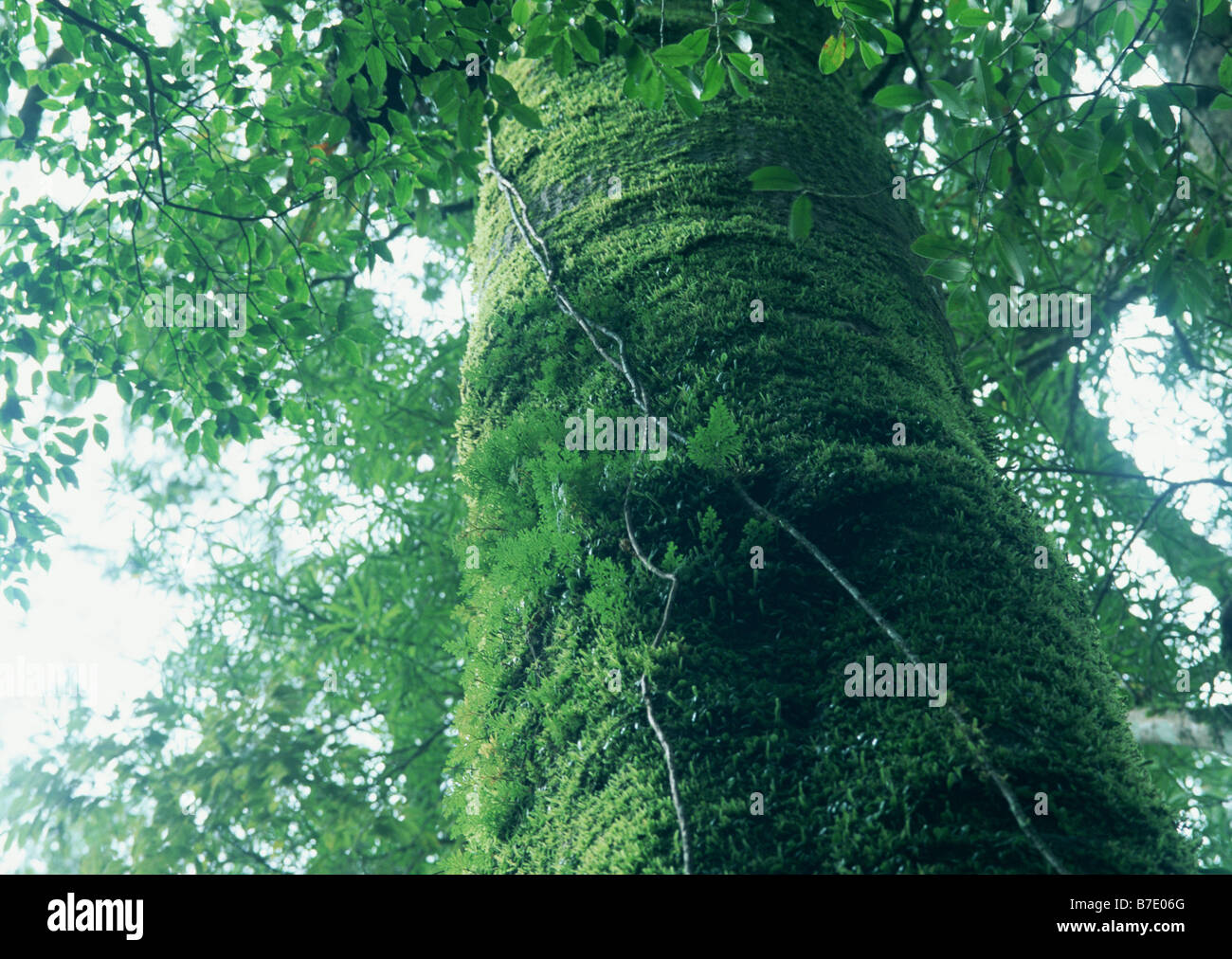 Aya cho hi-res stock photography and images - Alamy