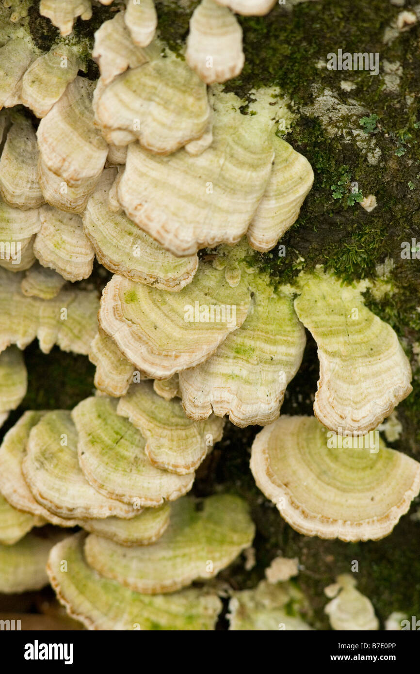 Mushroom fungus Stock Photo