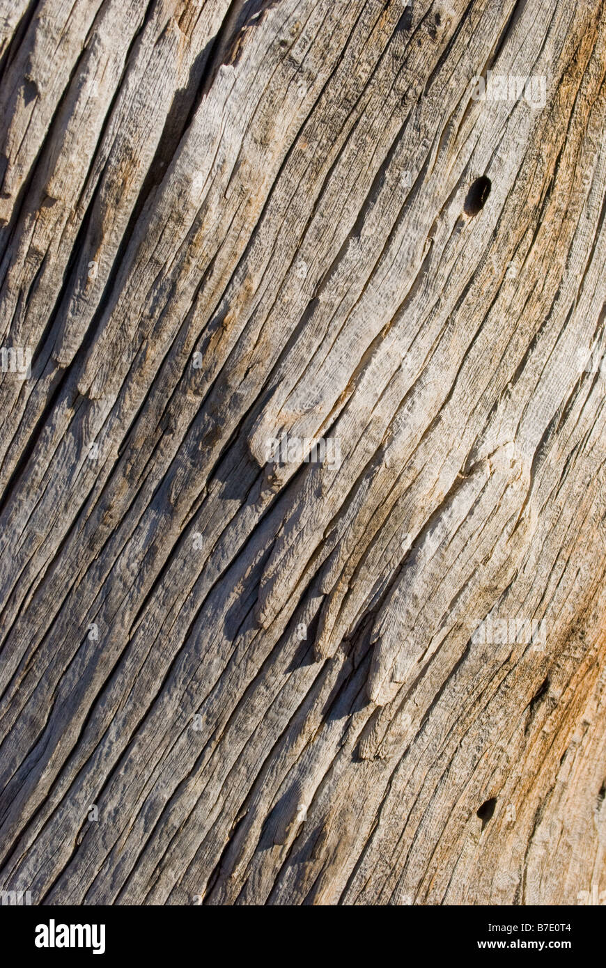 wood texture on ancient Bristlecone pine in Bryce canyon national park Utah Stock Photo