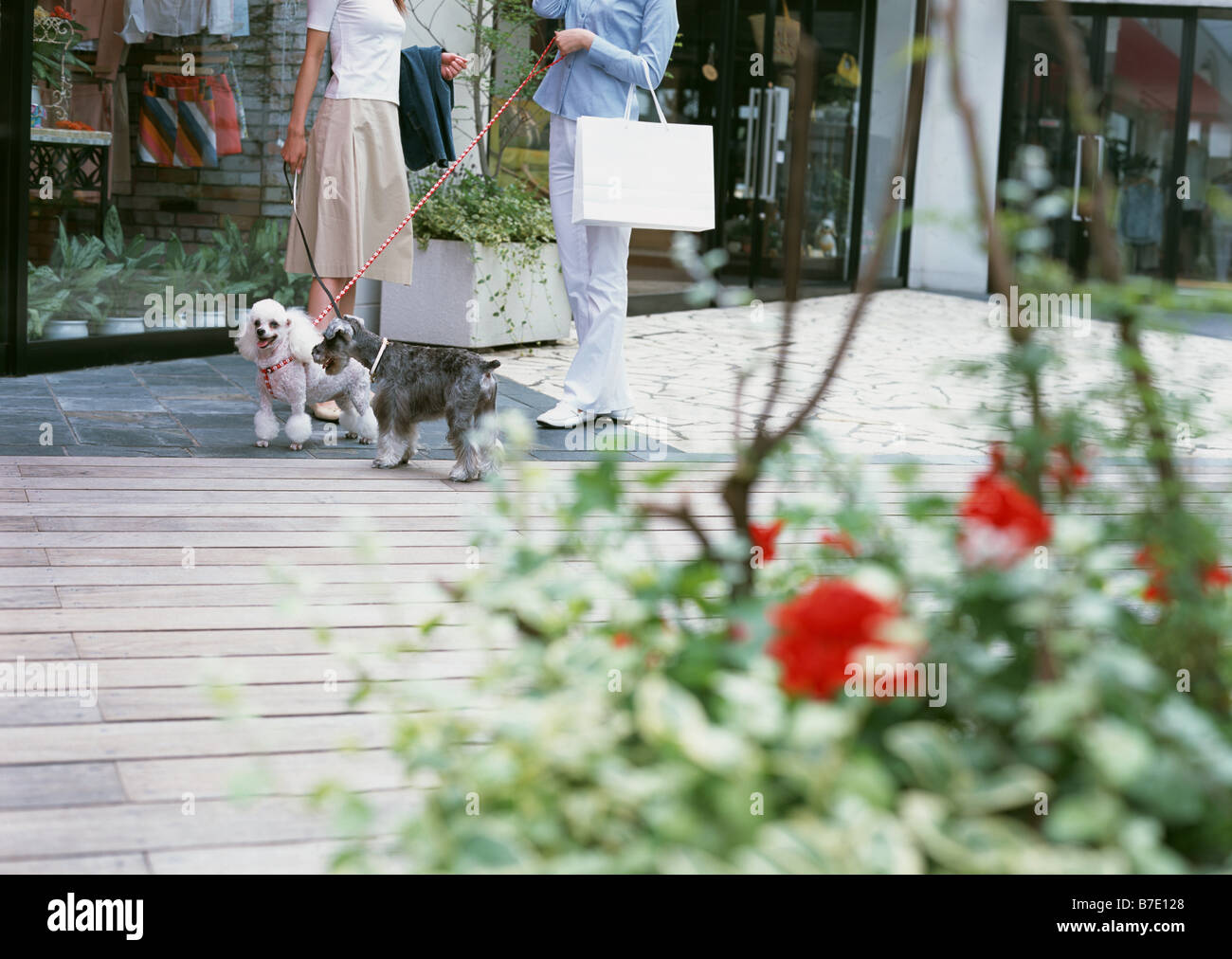 Dogwalking with friends Stock Photo Alamy