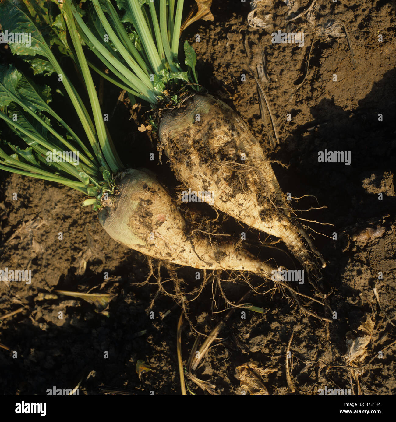 A good example of harvested mature sugar beet roots Stock Photo