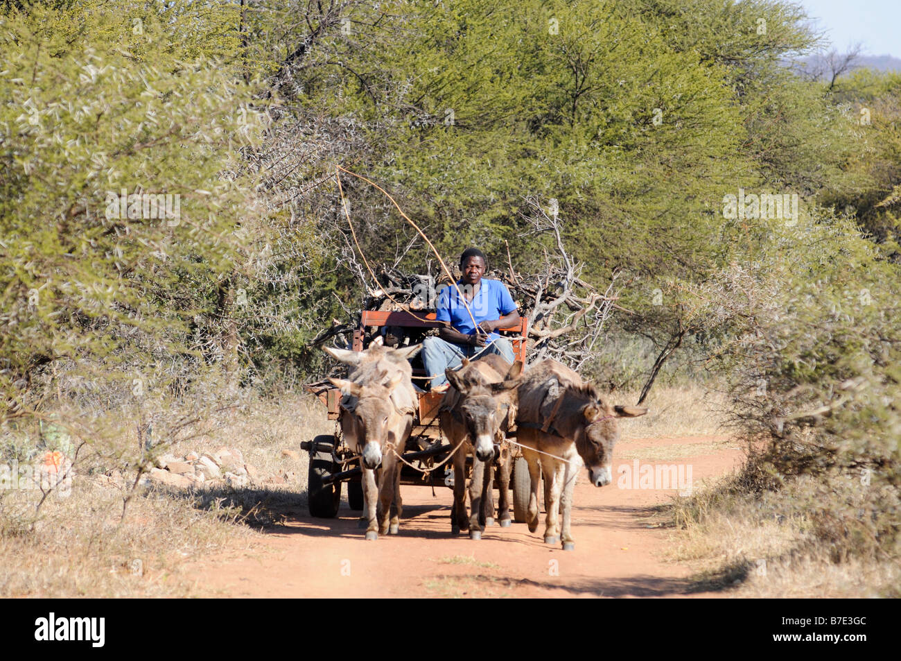 Donkey Cart Stock Photo