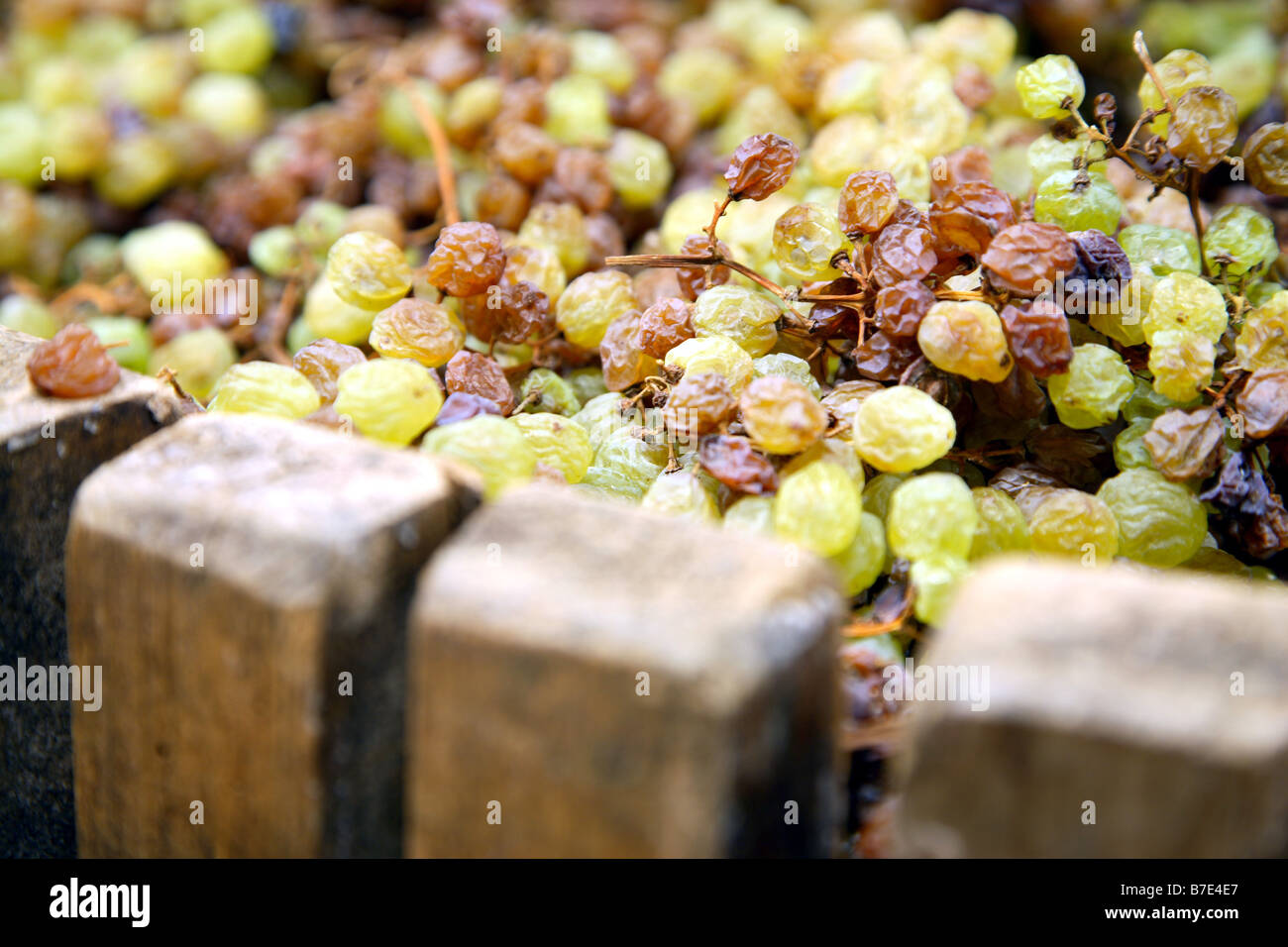 Vin Santo first pressing, Cantina di Toblino cellar, Sarche, Trentino Alto  Adige, Italy Stock Photo - Alamy