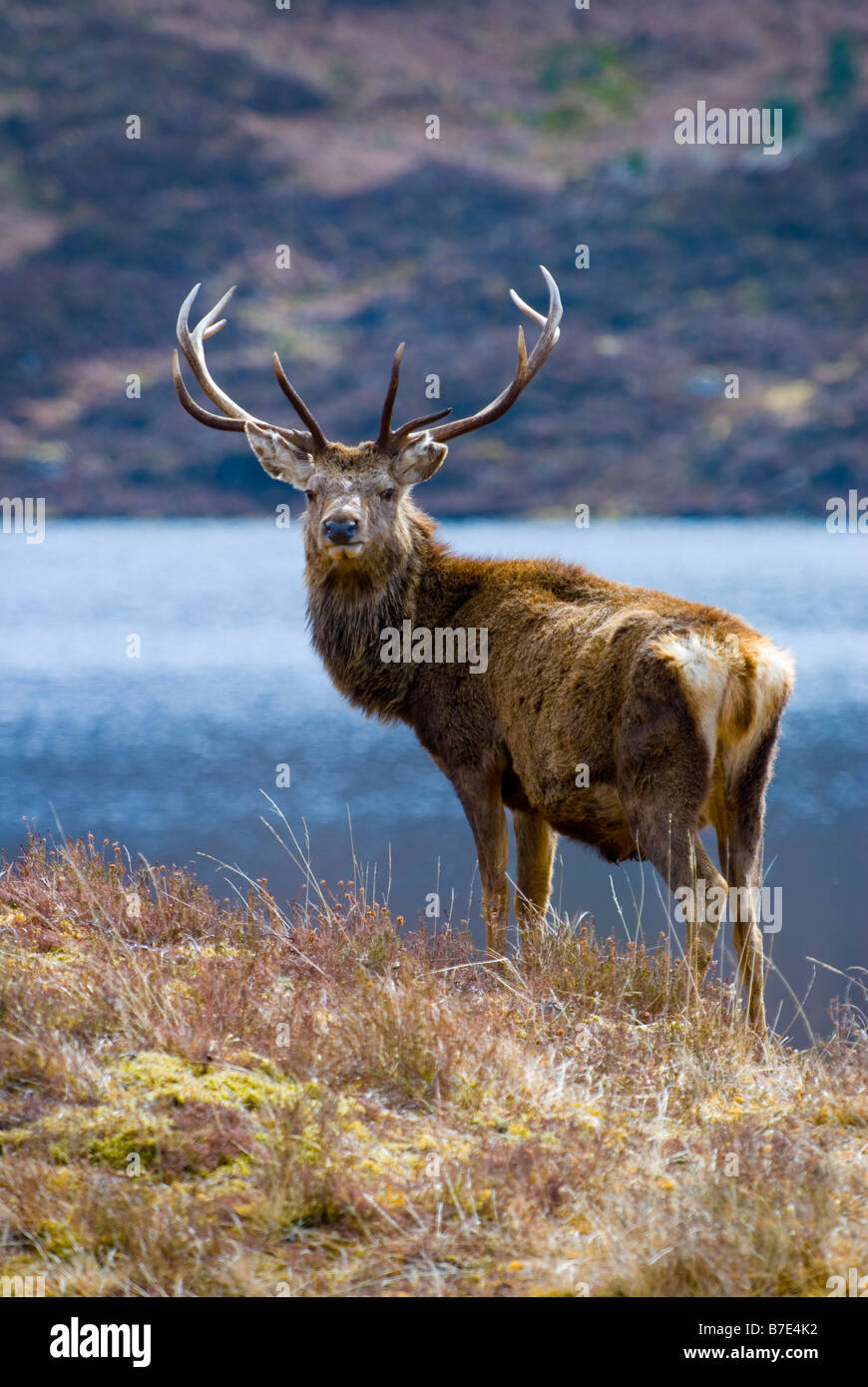 Red Deer stag (cervus elaphus) in the wild Scottish Highlands in front of Loch Stock Photo