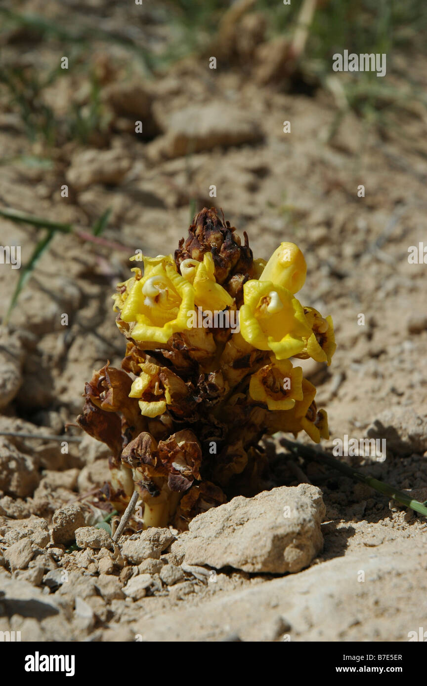 Israel Negev Yellow or desert broomrape Cistanche tubulosa Stock Photo