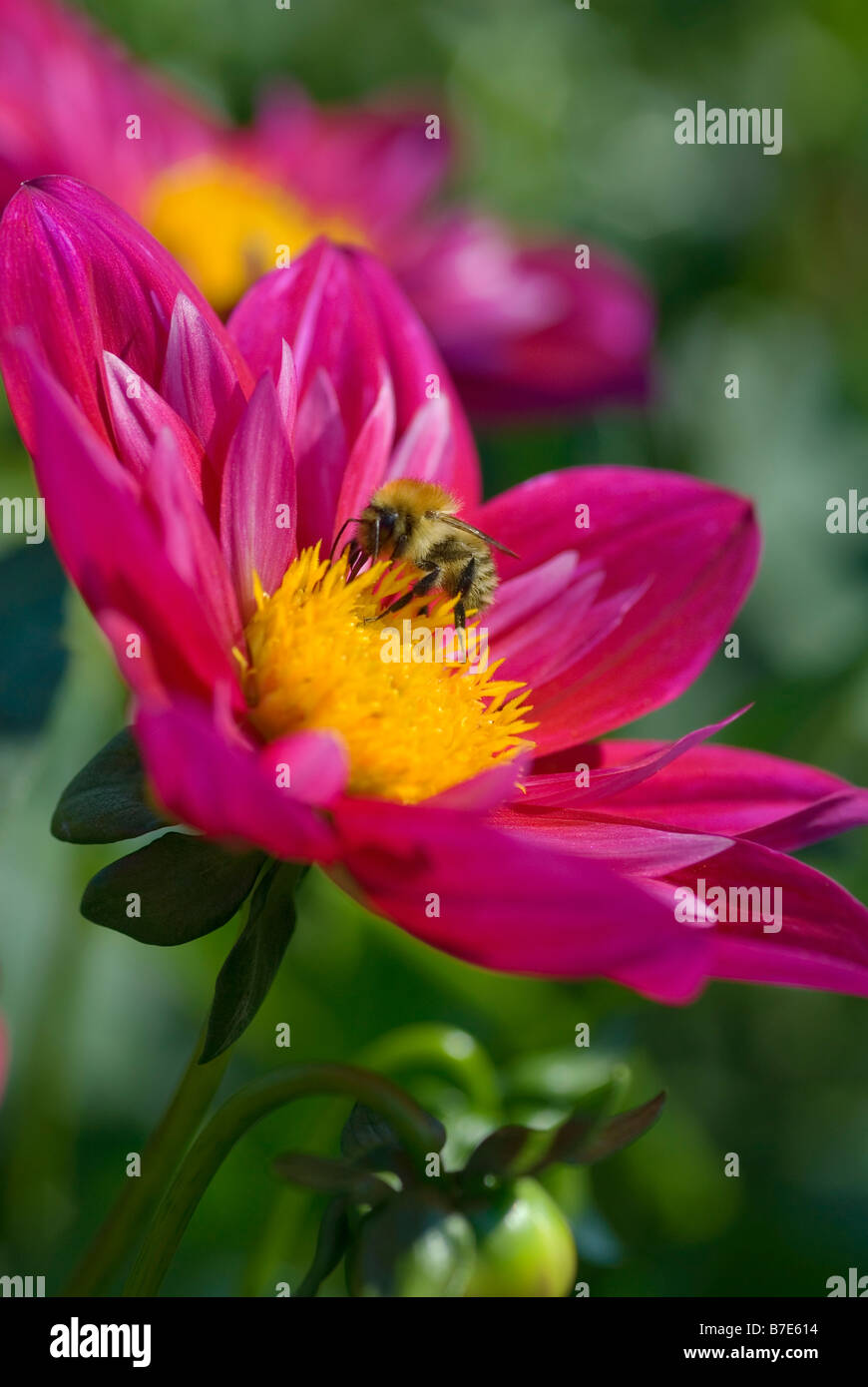 DAHLIA SCARLET CLARE WITH BUFF TAILED BUMBLE BEE BOMBUS TERRESTRIS Stock Photo
