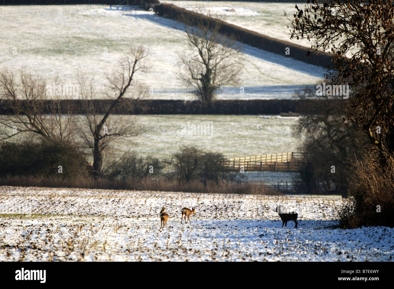 A family of Roe deer in the snow Stock Photo - Alamy