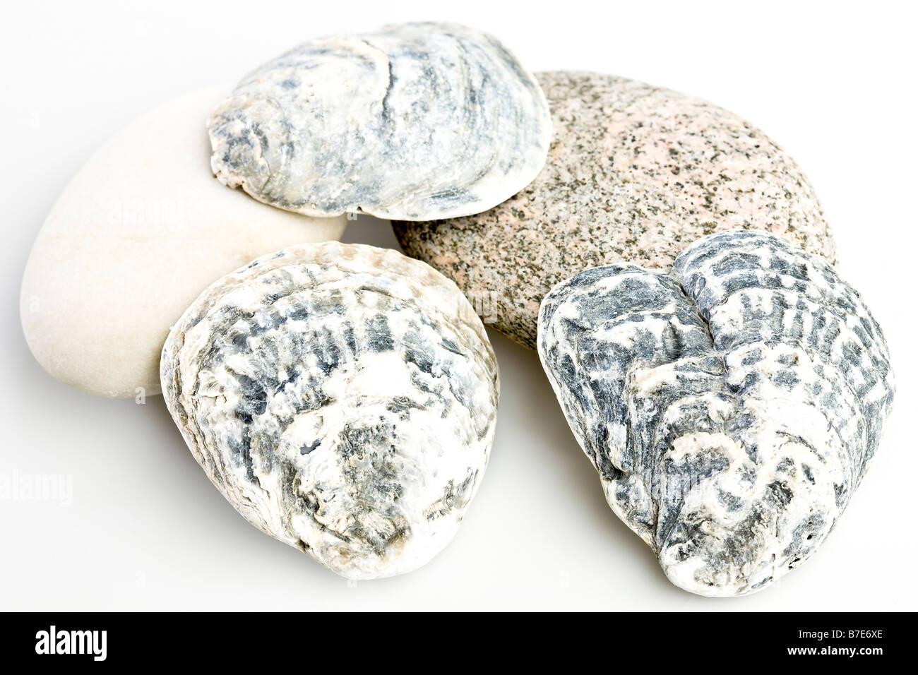 Oyster shells Stock Photo Alamy